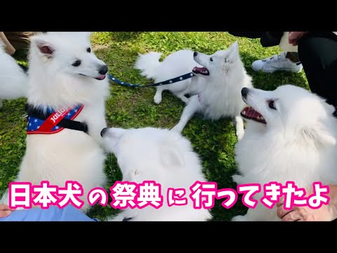 日本犬の祭典「ZIPANG2019」に日本スピッツちぃ。も初参加！ / Japanese Dogs Festa "ZIPANG2019"