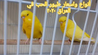 طائر البادجي في العراق Love Birds in Iraq الأنواع مع الاسعار 2020/8/20