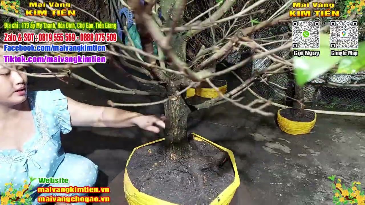 Phôi Mai Thủ Đức Giá Rẻ Bao Ship Bao Sống Toàn Quốc - Mai Vàng Kim Tiền Chợ Gạo