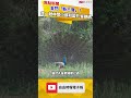 金門「新三寶」？走一趟林間小道和藍孔雀艷遇