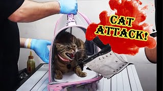 how to give an angry and ferocious cat medicine and pills 😂 😱