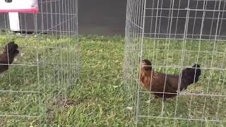 Penny Hatch by Thundervalley GameFarm