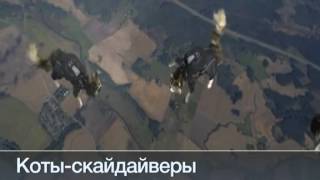 Креативная реклама или коты-скайдайверы Креативная реклама или коты-скайдайверы