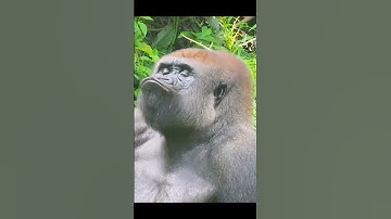 Xem xong video này, bạn khó mà nhịn được cười. #HàiHước #CườiKhôngNgừng #VideoHài #GiảiTrí #hàihước