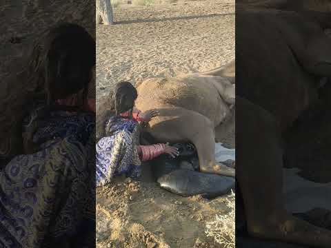 س ي د ة س ه ر او ي ة ت ن ت ظ ر ج م ل ه ا و ه و ي س ت م ت ع ب ب ر د الر م ال