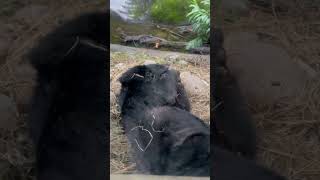 Formosan Black Bear #youtubeshorts #animalshorts #shortvideos #animalsvideo