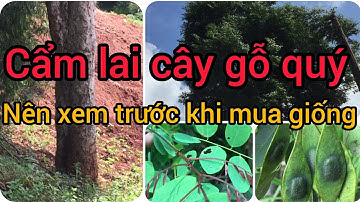 cách nhận biết cây gỗ cẩm lai trong tự nhiên