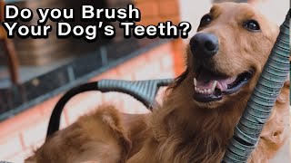 How To Train Golden Retrievers - Do You Brush Your Dog's Teeth? by All About Animals 132 views 1 year ago 26 minutes