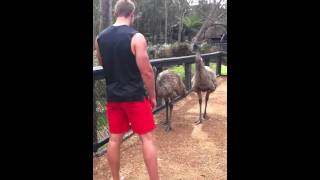 Emu confrontation