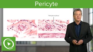 Pericyte: Definition, Structure & Function – Histology | Lecturio