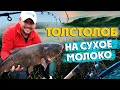 Толстолоб на ФИДЕР! Ловим рыбу на сухое молоко. Что такое ЗИГ РИГ.