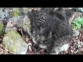 三年目狩猟生活(その71)