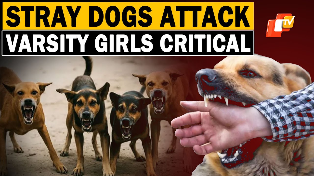 Two Girl Students Battling For Life After Injured In Stray Dog Attack ...