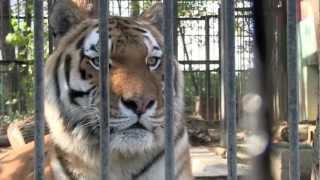 おびひろ動物園のアムールトラ タツオ~Amur Tiger