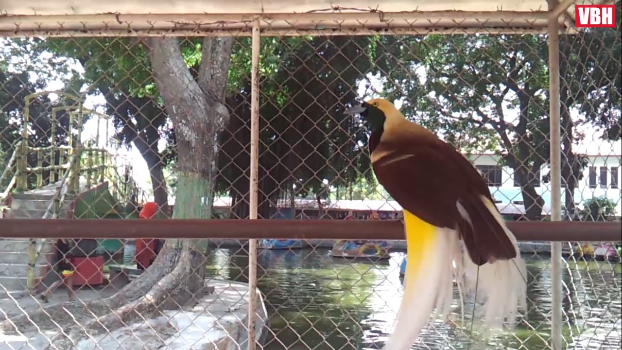 6400 Gambar Burung Cendrawasih Tanpa Warna HD Terbaik