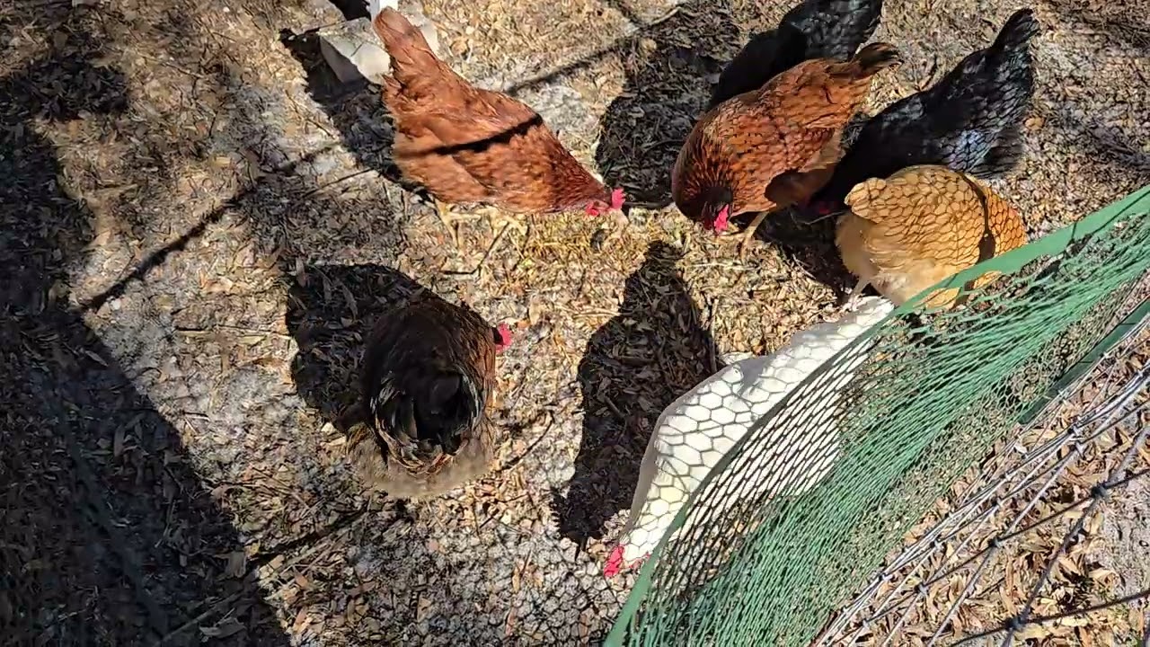 love the chix and Jack