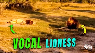 Lioness Leads Males in a Vocal Display