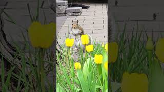 Animal video in 4K HDR10  while walking the neighbourhood - 20260507 122143