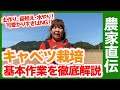 家庭菜園で失敗しない！キャベツ栽培を徹底解説！秋冬栽培に向いている品種選びも紹介！【農家直伝】