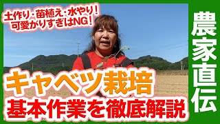 家庭菜園で失敗しない！キャベツ栽培を徹底解説！秋冬栽培に向いている品種選びも紹介！【農家直伝】