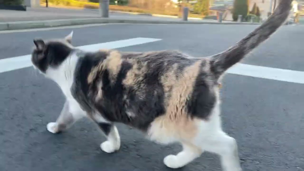 街の人気猫😸#320