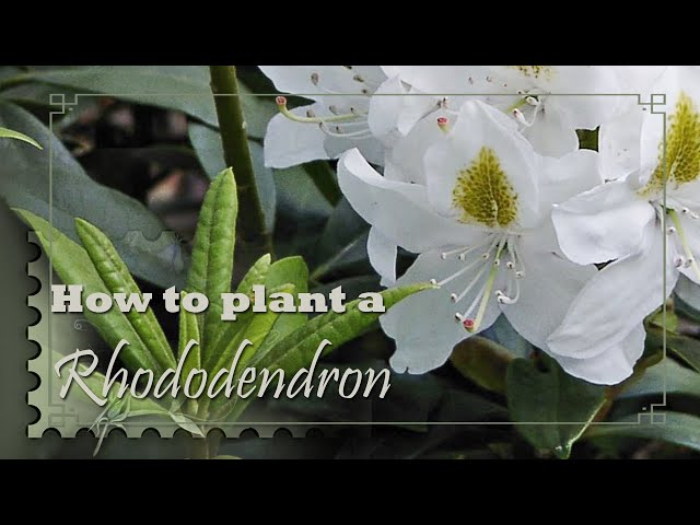 How to plant a Rhododendron | zone 7b| Rhododendron 'MADAME MASSON' -  YouTube