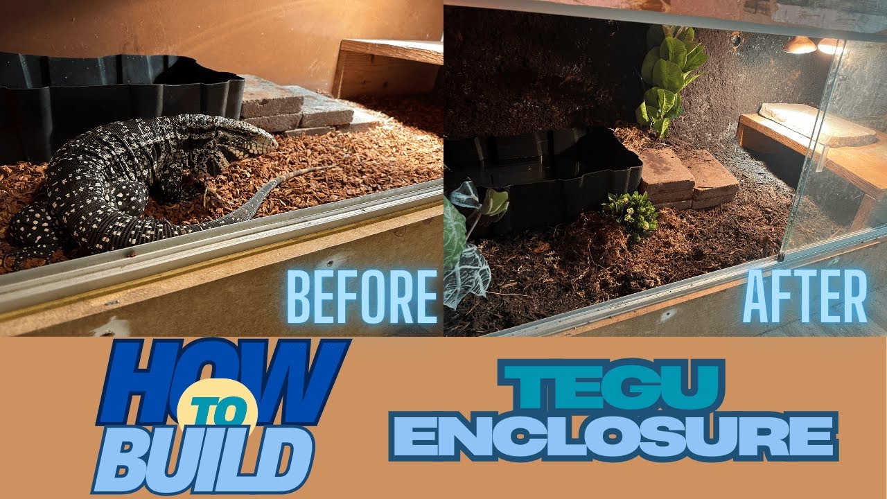 Your Tegu Deserves This! DIY Custom Enclosure Build