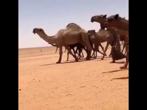 سلمان الصفر للمالك ندا بن عشوان