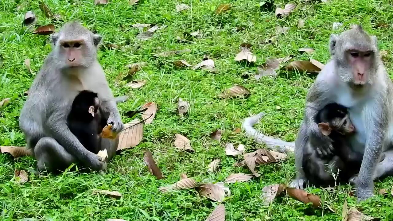 Grandma Pigtail Speaking New Language To New Baby, Monkey Recorder PT1049