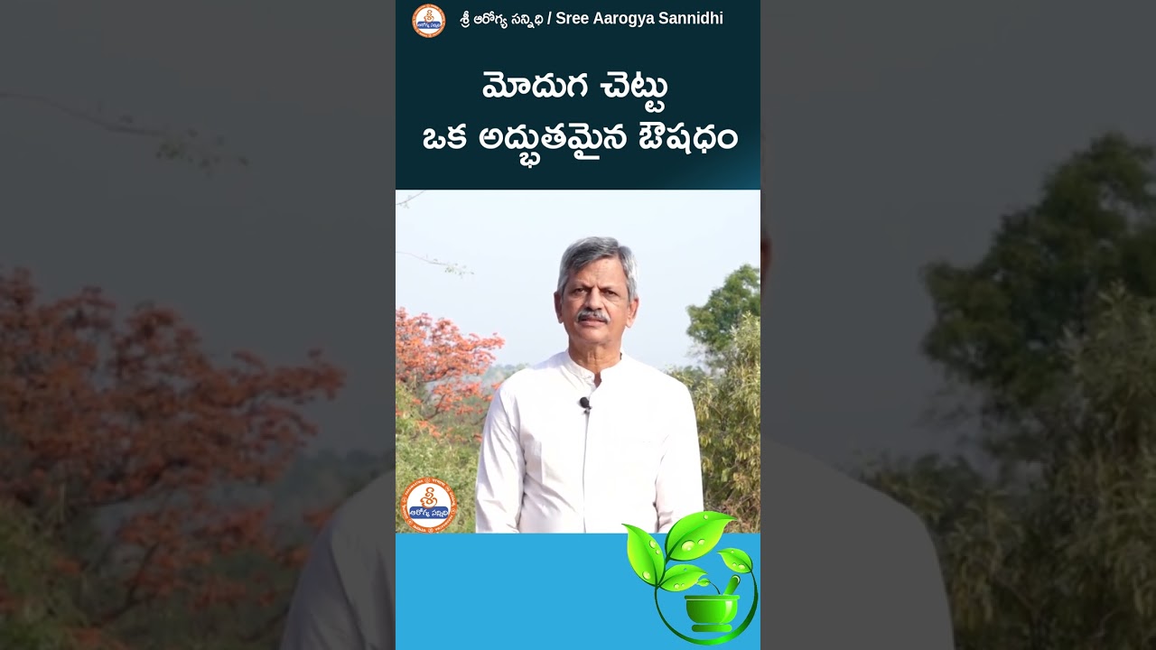 Morga tree is an excellent medicine || మోదుగ చెట్టు ఒక అద్భుతమైన ఔషధం..! || 