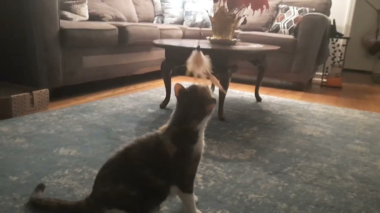 Just my cat playing with a toy