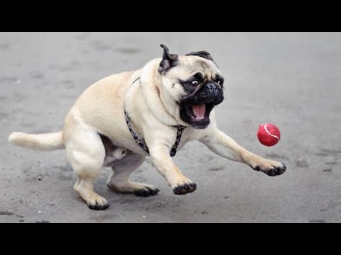FUNNIEST PUG videos