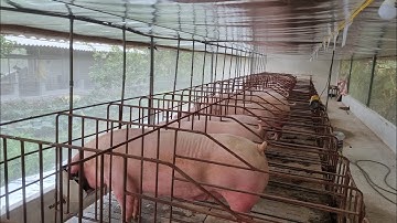 Chuồng heo nái đơn giản cho người mới chăn nuôi