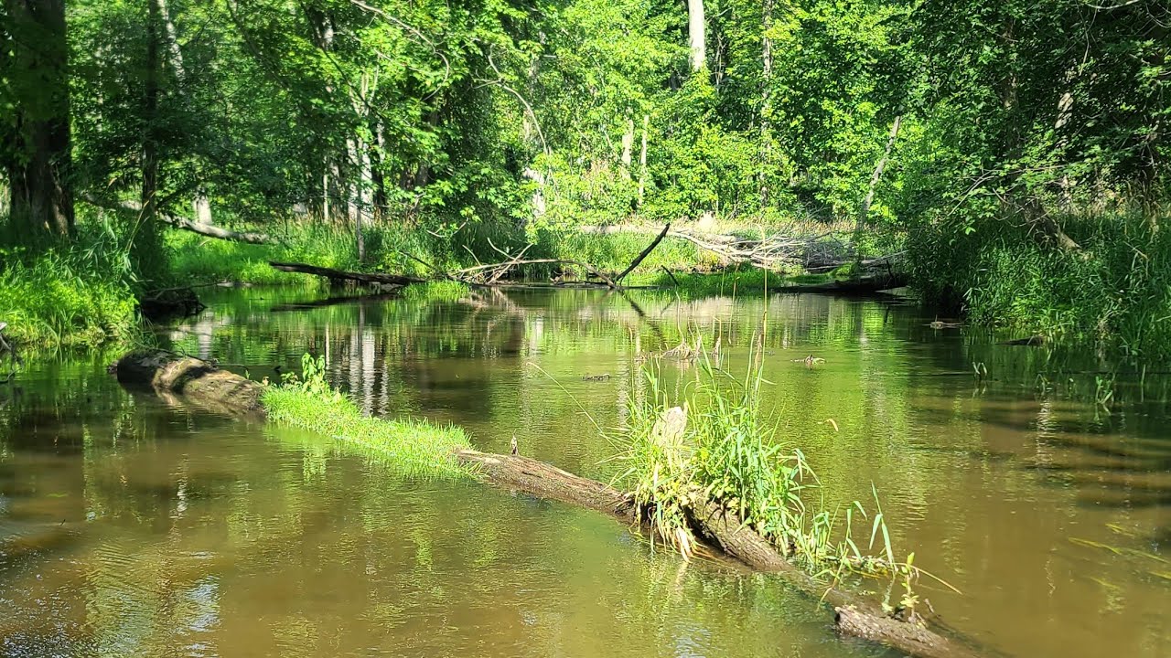 Fishing a Secluded Creek