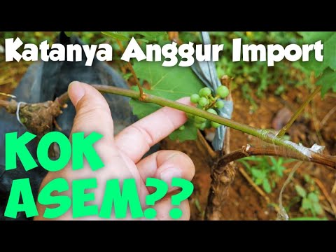 Video: Alam Anggur Ireland Yang Kecil Tetapi Menarik