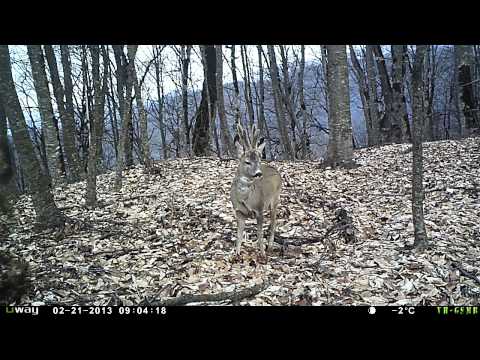 შველი ლაგოდეხის ნაკრძალში