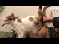 多頭飼育してるとトイレするのも大変だ‼️