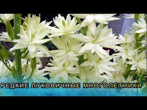 Цветы Многолетники Луковичные Фото