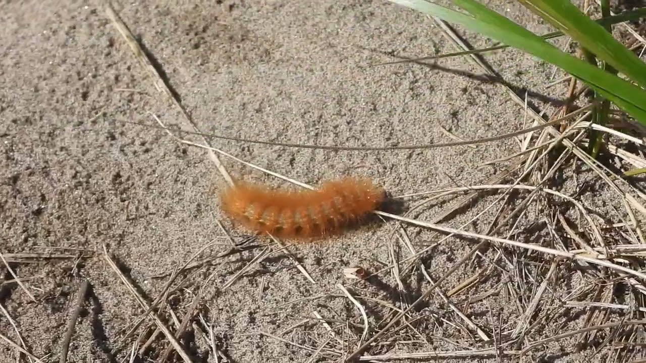 Caterpillar Alert - Orange Wooly Bear