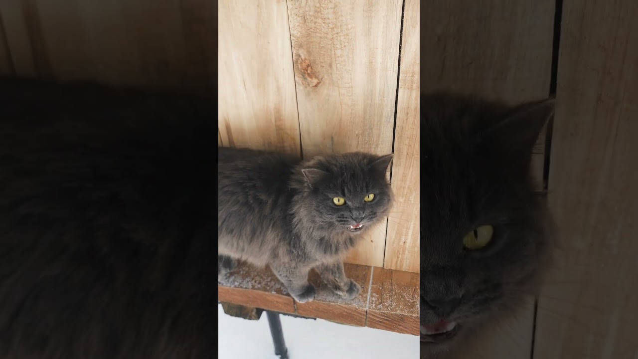 ИИ пришёл без церемоний в Кошкин дом! 