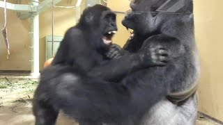 Gorilla⭐️Gentaro was separated from his mom and the baby and spent the day with his dad.【Momotaro】