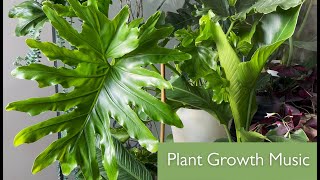 Plant Growth Music to Help Your Plants Thrive & Heal 🌱 Grow Room Music