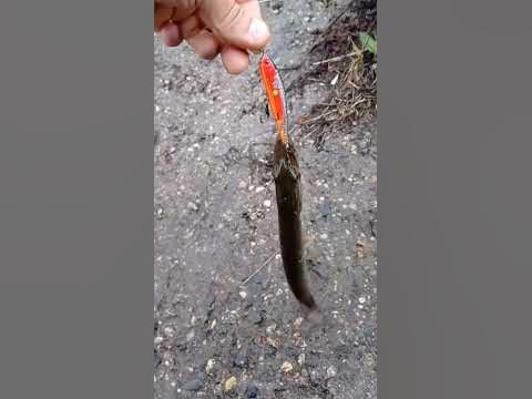 Голодный щуренок схватил маленький воблерок #щука #щуканавоблер # ...