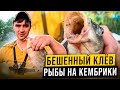 БЕШЕННЫЙ клёв РЫБЫ на КЕМБРИКИ