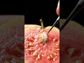 i luv guava 🍈 #yt #reels #guava #like #viral #viralshorts #usa #satisfying