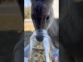 香蕉干太好吃了 野生动物零距离 神奇动物在 动物的迷惑行为 奇妙的动物 狍子 傻狍搞笑 Deer 人類迷惑行為 傻狍搞笑 人類迷惑行為 东北林区 香蕉干太好吃了 野生动物零距离 神奇动物在 动物的迷惑行为 奇妙的动物 狍子 傻狍搞笑 Deer 人類迷惑行為 傻狍搞笑 人類迷惑行為 东北林区