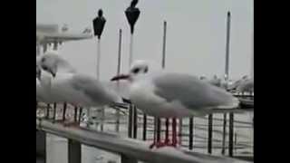 Turan Şengül Martıların Kanadında Uçur Benı Resimi