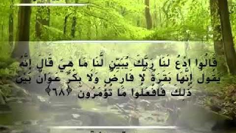 Moustafa Haredy  El Baqarah Ayah 67-68 | مصطفى هريدى - سورة البقرة - من أية 67-68