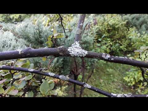 Video: Gojenje Rododendronov Iz Semen