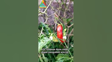 manfaat daun cabai 2 untuk kesehatan #shorts